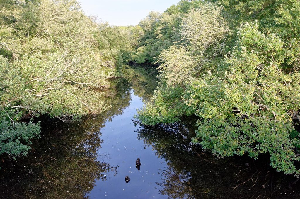 Dark water of the Satilla River flowing through a wooded southeast Georgia landscape